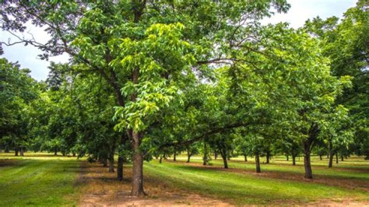 Can pecan trees grow in Michigan