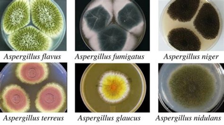 Can Penicillium cause human infection
