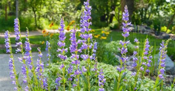 Can penstemon be split