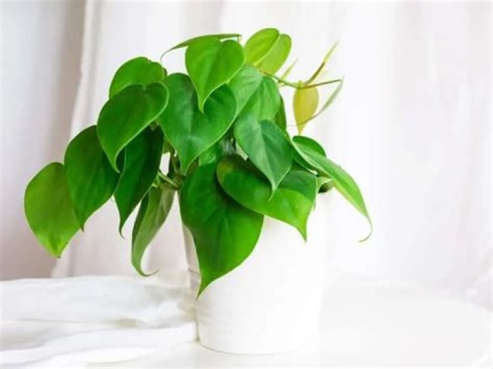 Can Philodendron grow in shade