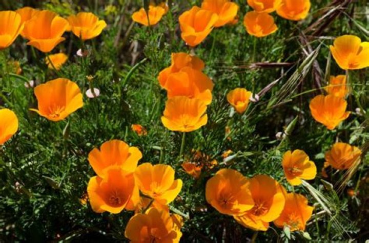 Can poppies be divided