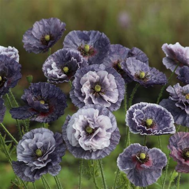 Can poppies be pink