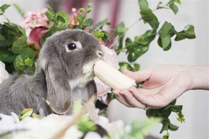 Can rabbits eat apple tree bark