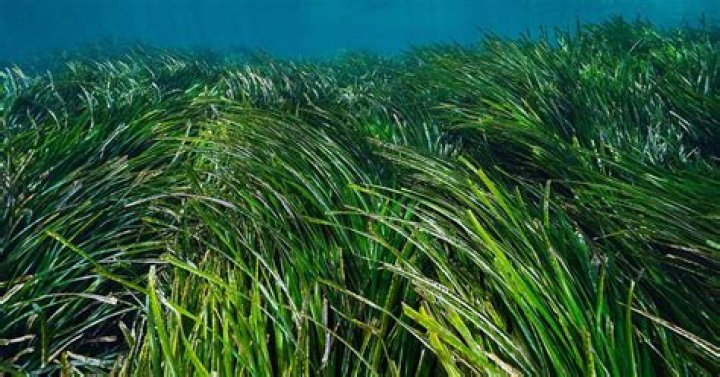 Can seagrass be planted