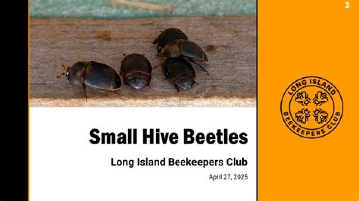 Can small hive beetles fly