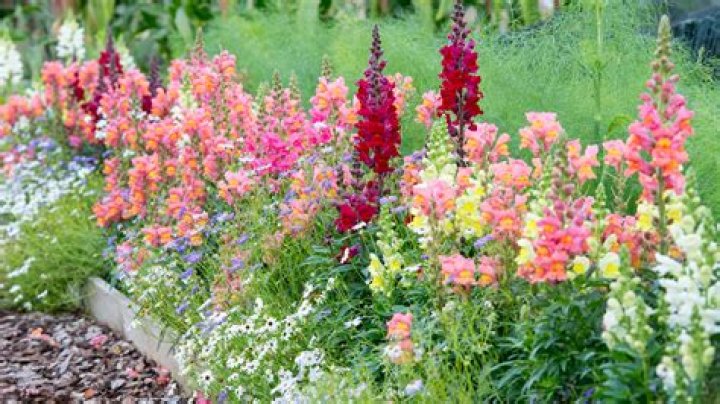 Can snapdragons get too much water