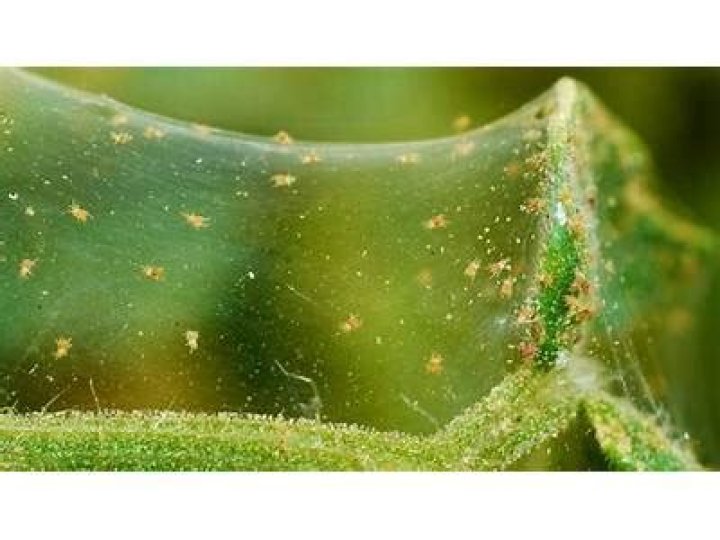 Can spider mites affect humans