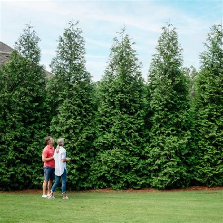 Can spruce trees grow in shade