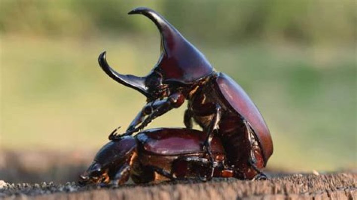 Can stag beetles bite you