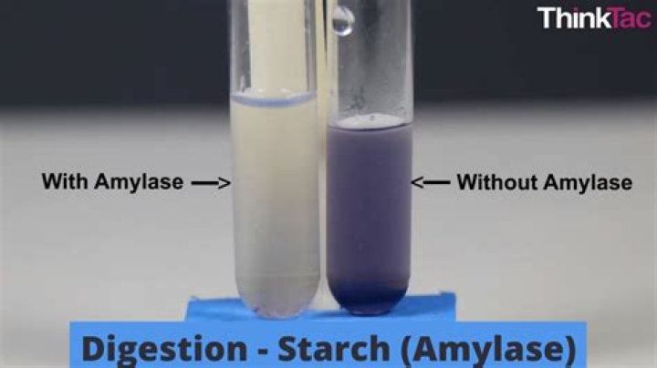 Can starch break down without amylase