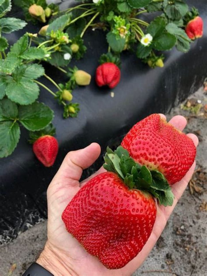 Can strawberries grow in Africa