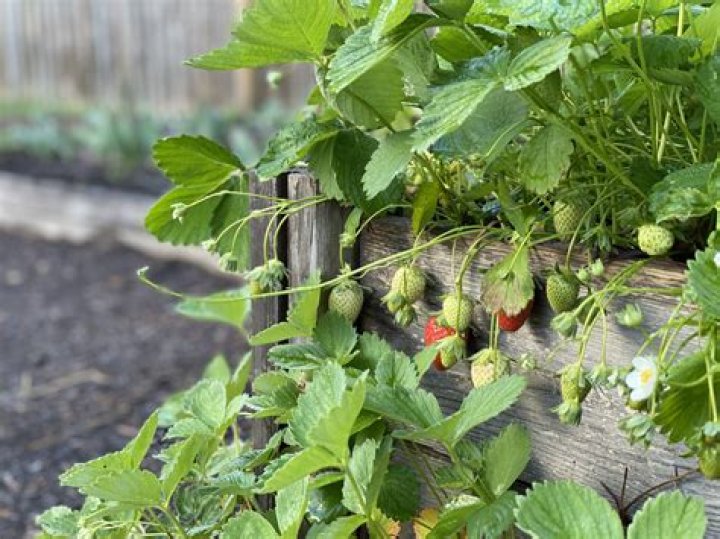 Can strawberries grow in Arizona