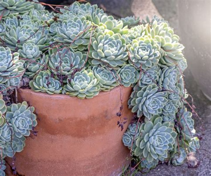 Can succulents grow in a windowless room