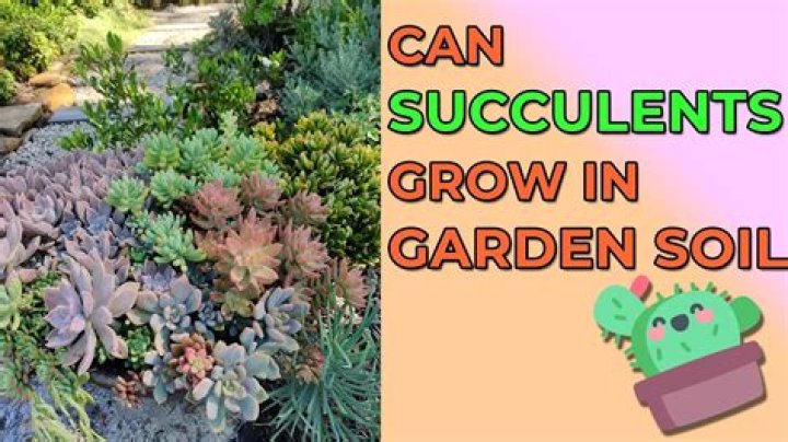 Can succulents grow in sandy soil
