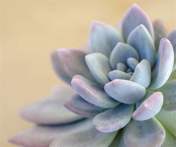Can succulents survive a freeze