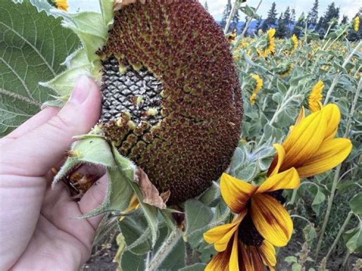 Can sunflower seeds survive frost