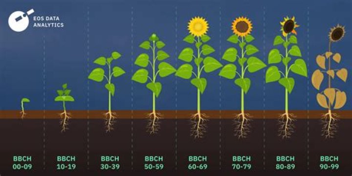Can sunflowers grow in the dark