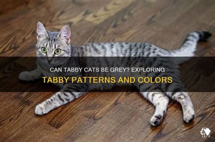 Can tabby cats be GREY