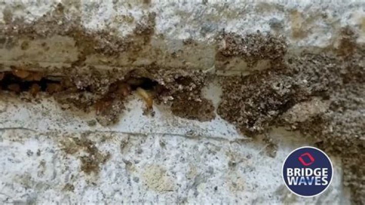 Can termites eat through cement