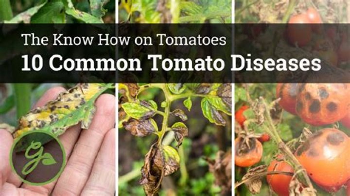 Can tomatoes make your tongue sore