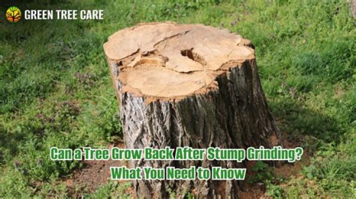Can trees regrow from stumps