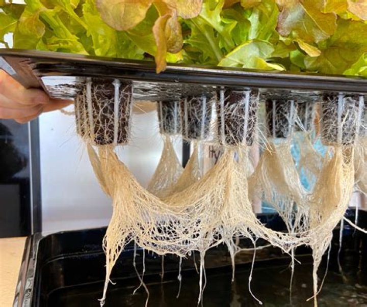 Can use Rockwool insulation hydroponics
