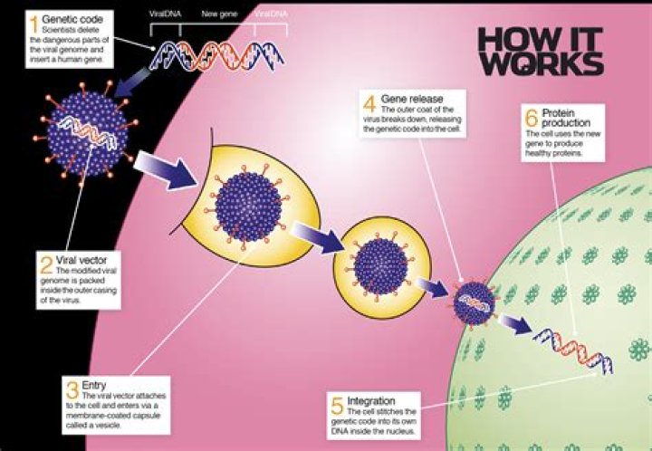 Can we use viruses to cure cancer