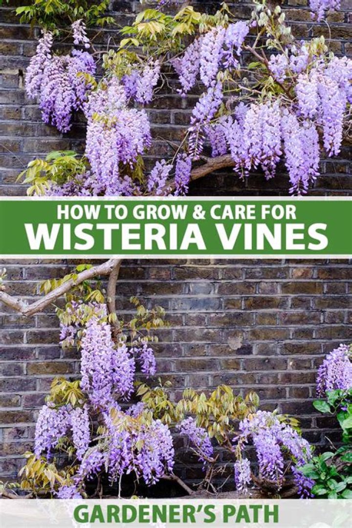 Can wisteria grow in Zone 4