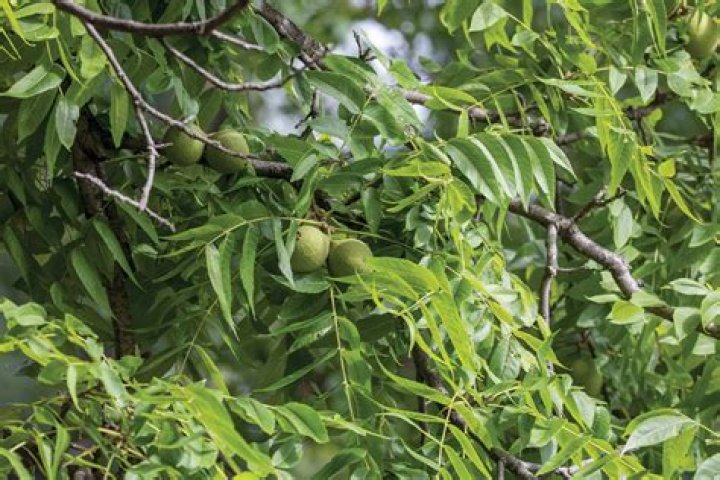 Can you be allergic to walnut trees