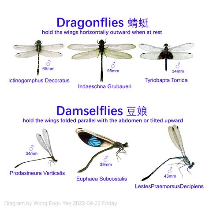 Can you breed dragonflies