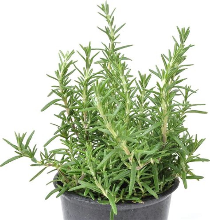 Can you cook with trailing rosemary