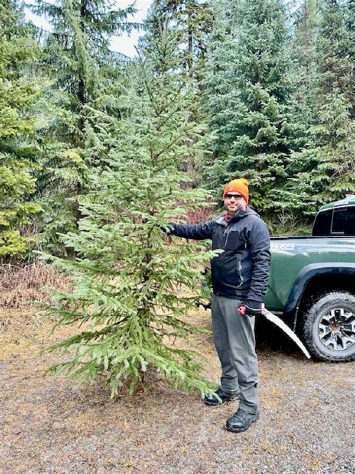 Can you cut down a Christmas tree in a national forest