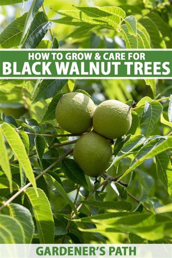 Can you cut down a walnut tree