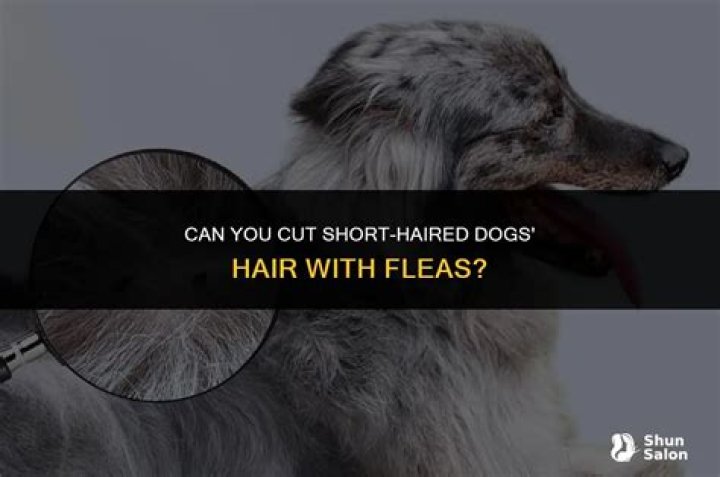 Can you cut short-haired dogs hair