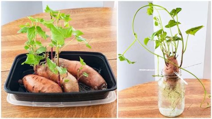 Can you cut up a potato and plant it