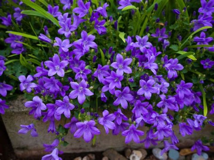 Can you divide Campanula
