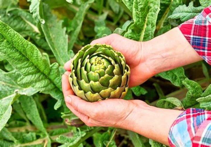 Can you eat a whole artichoke leaf