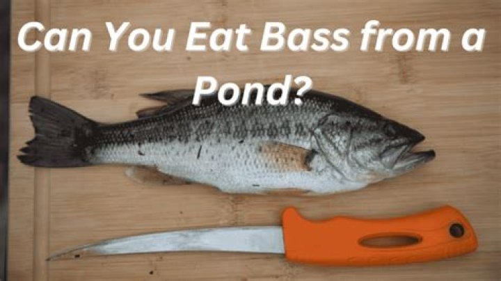 Can you eat bass from a pond