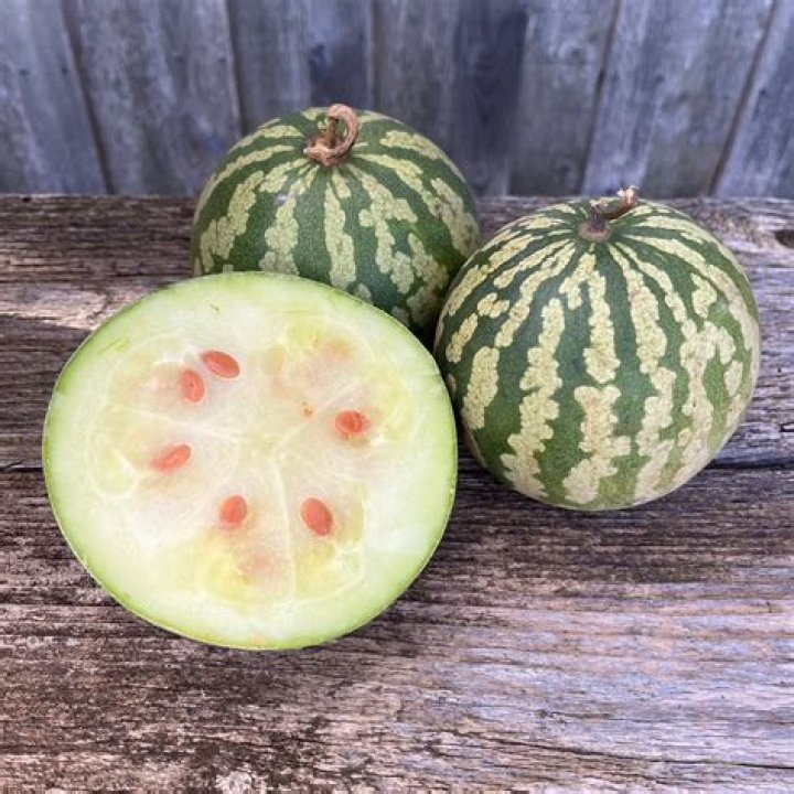 Can you eat citron melon