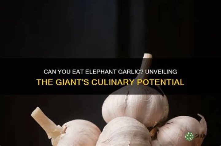 Can you eat elephant garlic