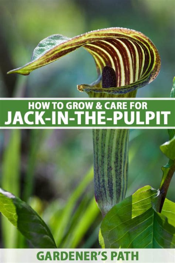 Can you eat jack in the pulpit