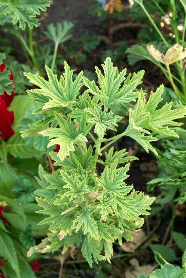 Can you eat lemon scented geranium