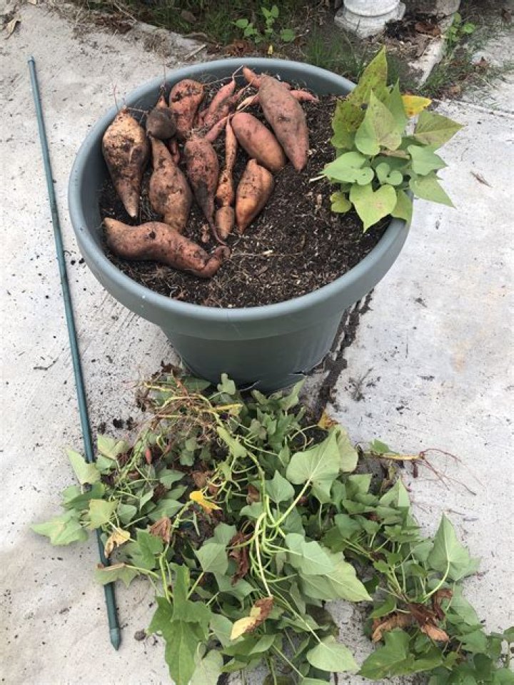 Can you eat ornamental potatoes