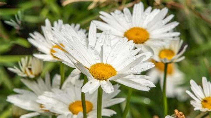 Can you eat Shasta daisies