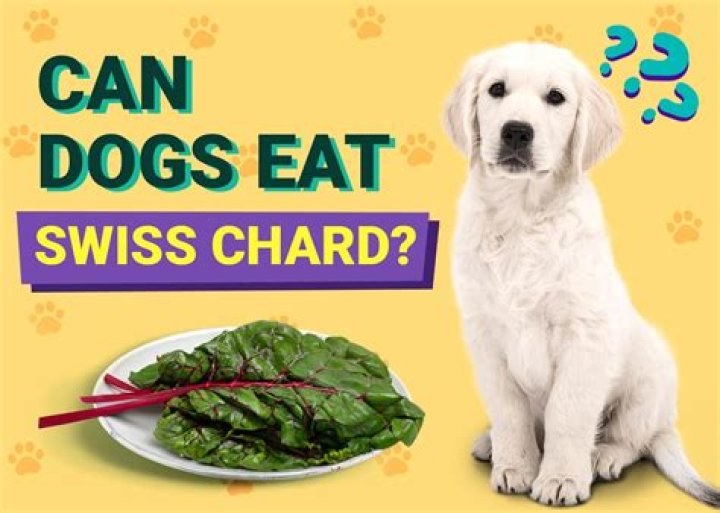 Can you eat Swiss chard with holes