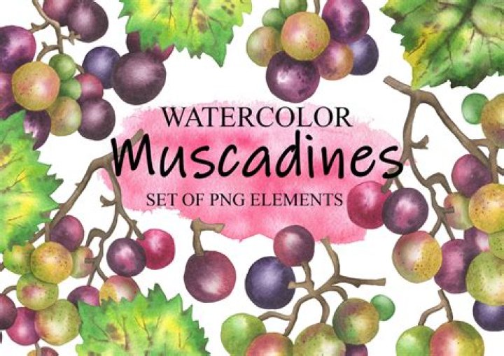 Can you eat the skin of muscadine grapes