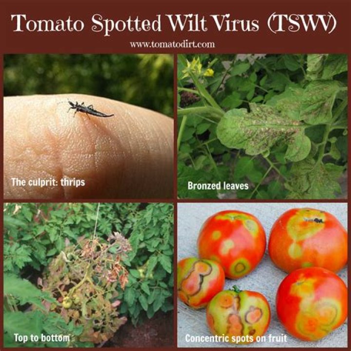 Can you eat tomatoes with tomato spotted wilt virus