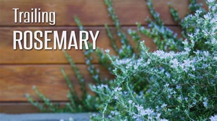 Can you eat Trailing rosemary