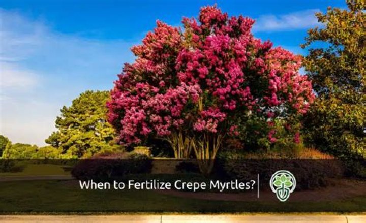 Can you fertilize crepe myrtles