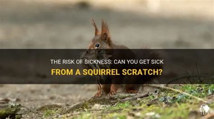 Can you get sick from a squirrel scratch